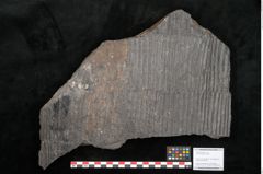 Foto (Objekt + Etikett) von Calamites gigas Brongniart (NHMW-GEO-2024-0188-10985)